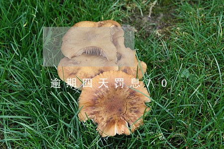 逾期四天罚息70 逾期四天罚息70
