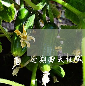 逾期四天被威胁还全款 逾期四天被威胁还全款