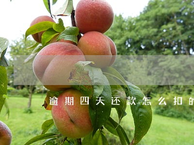 逾期四天还款怎么扣的 逾期四天还款怎么扣的