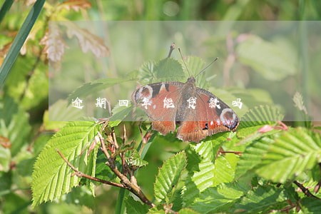 逾期四年能贷款吗 逾期四年能贷款吗