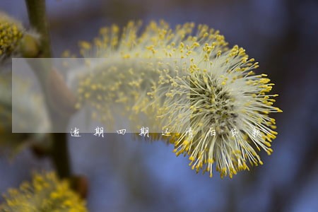 逾期四期还清后贷款 逾期四期还清后贷款