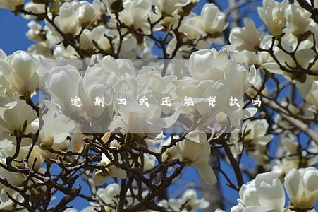 逾期四次还能贷款吗