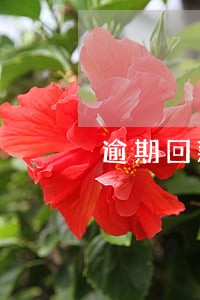 逾期回款补充协议范本 逾期回款补充协议范本