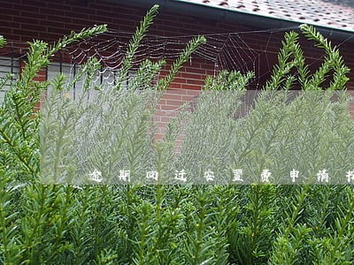 逾期回迁安置费申请书 逾期回迁安置费申请书
