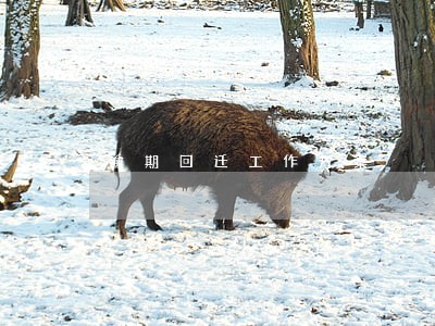逾期回迁工作方案 逾期回迁工作方案