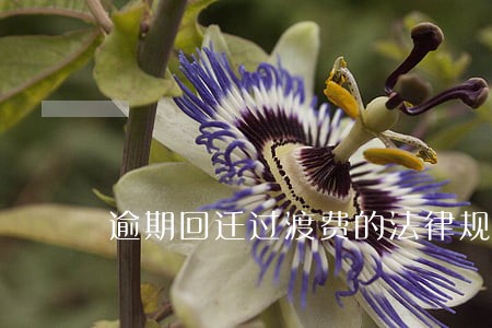 逾期回迁过渡费的法律规定 逾期回迁过渡费的法律规定