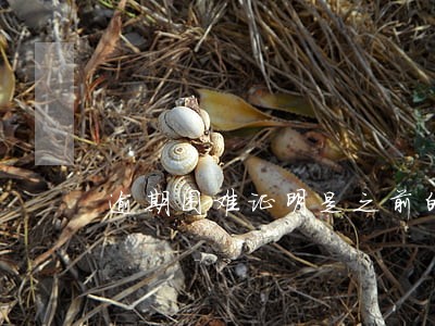 逾期困难证明是之前的日期 逾期困难证明是之前的日期