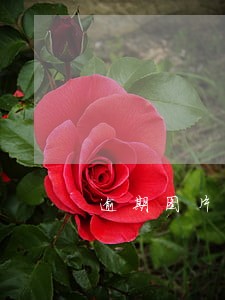 逾期图片真实 逾期图片真实