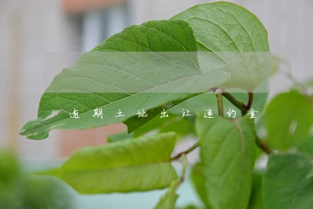 逾期土地出让违约金 逾期土地出让违约金