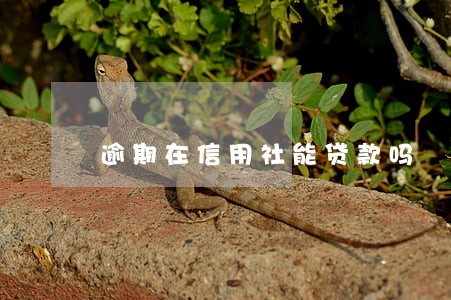 逾期在信用社能贷款吗