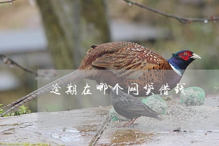 逾期在哪个网贷借钱 逾期在哪个网贷借钱