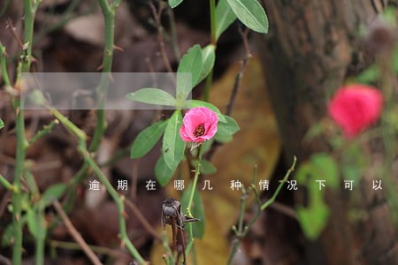 逾期在哪几种情况下可以删除 逾期在哪几种情况下可以删除