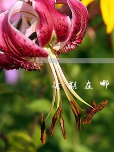 逾期在哪显示 逾期在哪显示