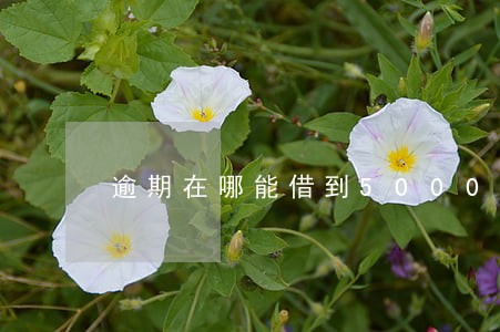 逾期在哪能借到5000元 逾期在哪能借到5000元
