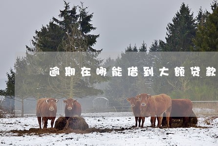 逾期在哪能借到大额贷款 逾期在哪能借到大额贷款