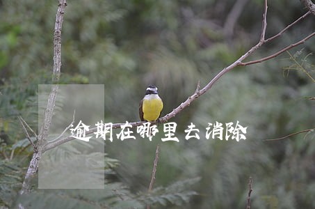逾期在哪里去消除 逾期在哪里去消除