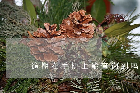 逾期在手机上能查询到吗 逾期在手机上能查询到吗