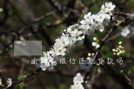 逾期在银行还能贷款吗 逾期在银行还能贷款吗
