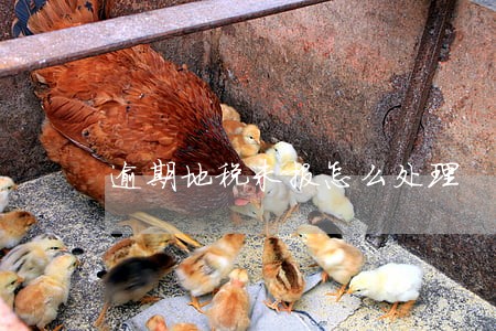 逾期地税未报怎么处理 逾期地税未报怎么处理