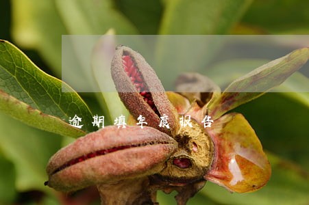 逾期填年度报告