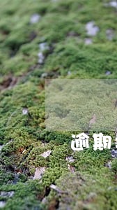 逾期增值税上报材料