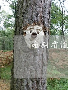 逾期增值税专票认证审批 逾期增值税专票认证审批