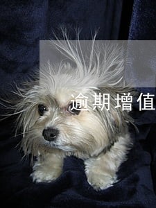 逾期增值税凭证抵扣申报表 逾期增值税凭证抵扣申报表