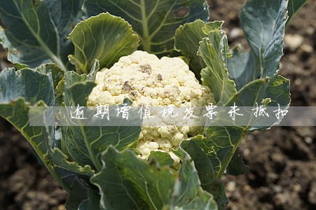 逾期增值税发票未抵扣 逾期增值税发票未抵扣