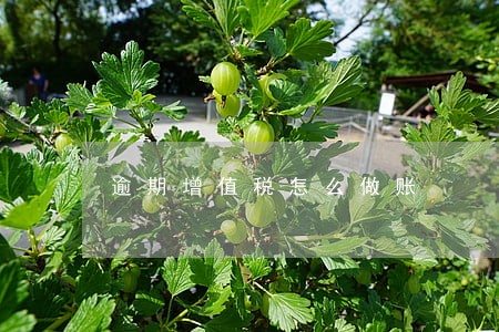 逾期增值税怎么做账 逾期增值税怎么做账