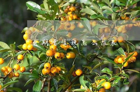 逾期增值税怎么报表 逾期增值税怎么报表
