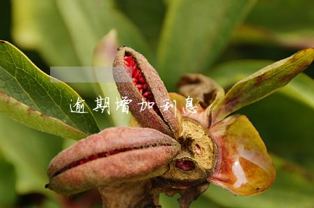 逾期增加利息 逾期增加利息