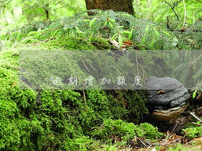 逾期增加额度 逾期增加额度