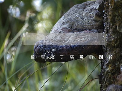逾期处于弱势的图片 逾期处于弱势的图片