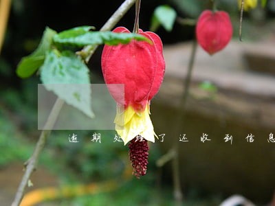 逾期处理了还收到信息 逾期处理了还收到信息