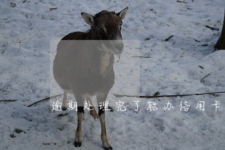 逾期处理完了能办信用卡吗 逾期处理完了能办信用卡吗