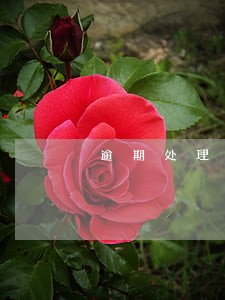 逾期处理流程及费用 逾期处理流程及费用