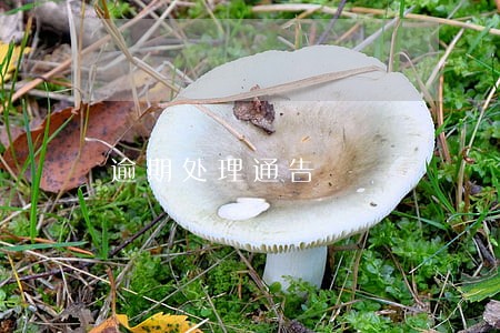 逾期处理通告