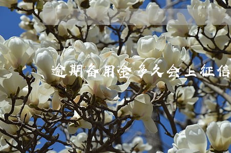 逾期备用金多久会上征信