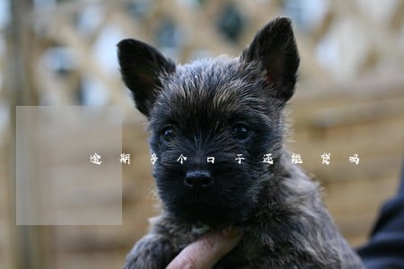 逾期多个口子还能贷吗 逾期多个口子还能贷吗