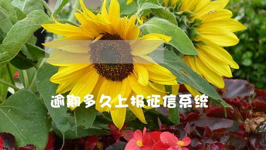 逾期多久上报征信系统 逾期多久上报征信系统