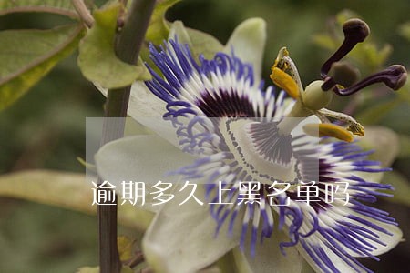 逾期多久上黑名单吗 逾期多久上黑名单吗