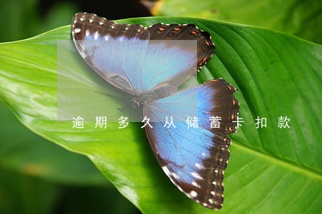 逾期多久从储蓄卡扣款 逾期多久从储蓄卡扣款