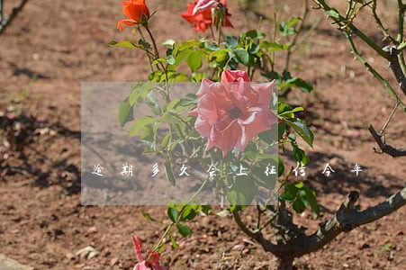 逾期多久会上征信今年
