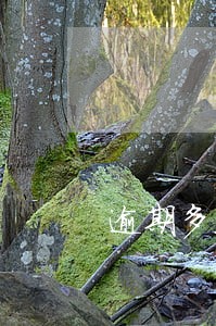 逾期多久会上证信 逾期多久会上证信