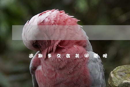 逾期多久会关闭借呗 逾期多久会关闭借呗