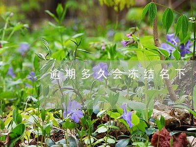 逾期多久会冻结名下 逾期多久会冻结名下