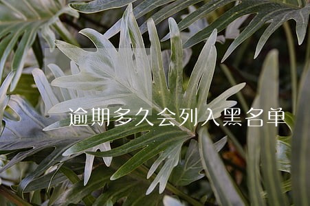 逾期多久会列入黑名单 逾期多久会列入黑名单