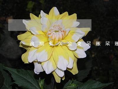 逾期多久会变呆账呆账是什么意思 逾期多久会变呆账呆账是什么意思