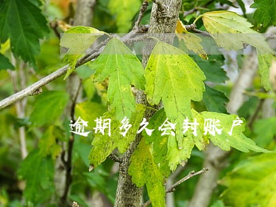 逾期多久会封账户