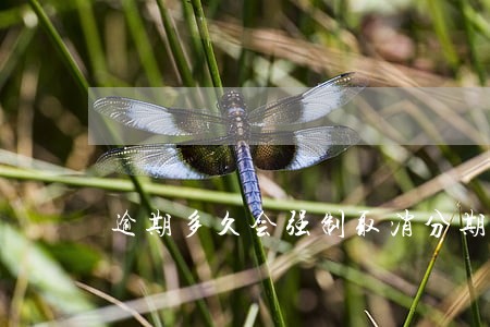 逾期多久会强制取消分期 逾期多久会强制取消分期
